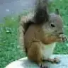 mugeicel
