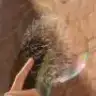 sybelladelphica