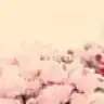 peonies
