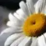 m3r4L