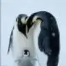canansu