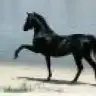 orkide5
