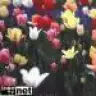 estelya_my