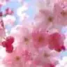 PinkCherryBlossom