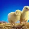 hacerseher