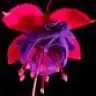 Fuschia
