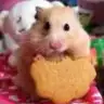 minisko
