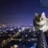 Obaladibalada