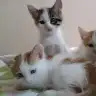 UYQ