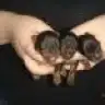 melodiamor