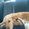 tusedoo