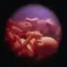 polyanna8