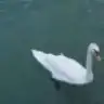 ozsemge