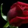 gurbetnazli26