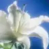 jelibon06