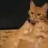mnkcuu