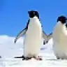 aselasel