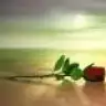ince_gul