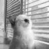 pinkcattt
