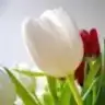 laledan_1