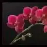 baharim1980