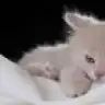 Himalayan