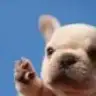 Cococico