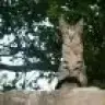 nardankadin