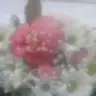 crab