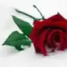 RaBiTo