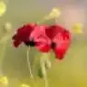 SERRAV
