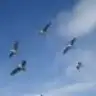 umutlu_84