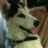 pollyece