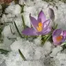 lepistesinyavrucugu