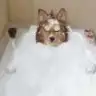 minniefare