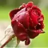 sevginaz 22