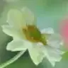 ncy_