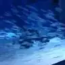 melekim03
