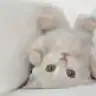 pinkpanter33