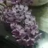 morleylak