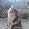 Timsal