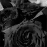blackwings