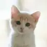 Miyaww92