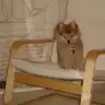 Bvt