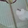 lokumn