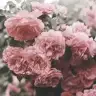 gnslgnsl