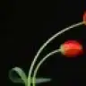 tuanapembe