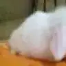 ponpon1