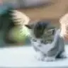 gLcnbaby