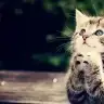 EvLi_MutLu_UmutLu